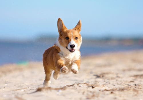 Pembroke Welsh Corgi