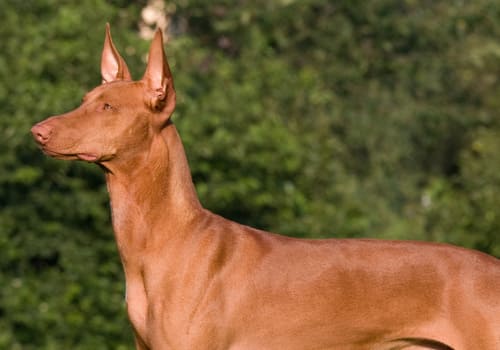 Egyptian Pharaoh Hound