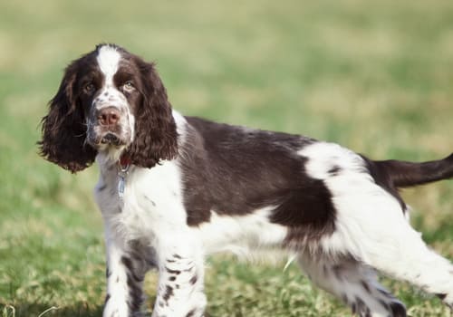 English Springer Spaniel