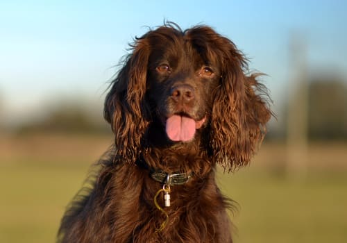 Field Spaniel