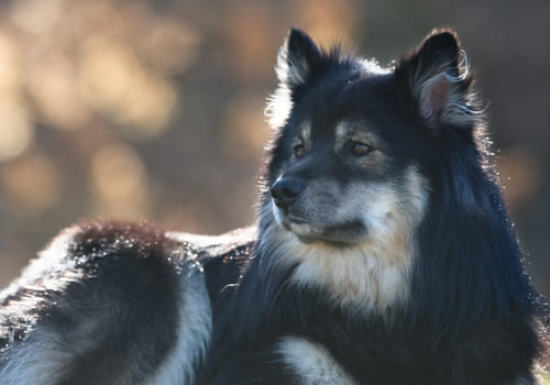 Finnish Lapphund