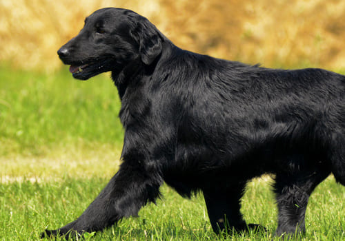 Flat-Coated Retriever