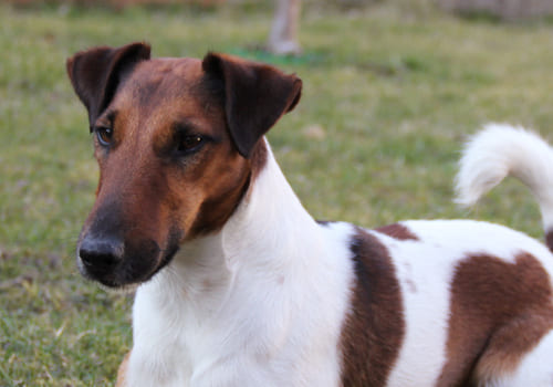 Fox Terrier (Smooth)