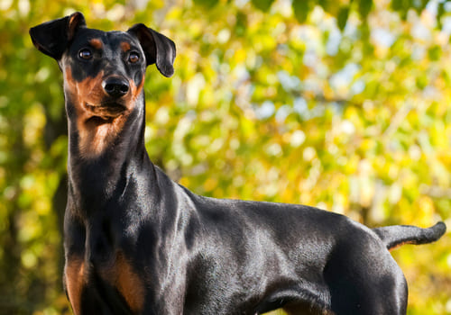 German Pinscher