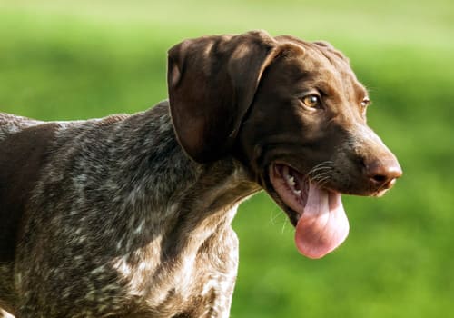 German Short-Haired Pointer