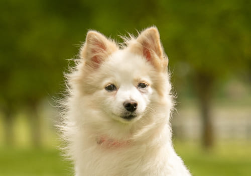 German Spitz Klein