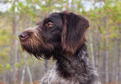 German Wirehaired Pointer