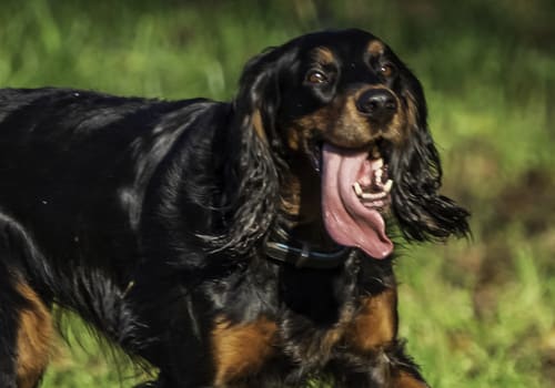 Gordon Setter