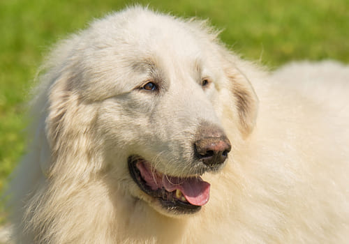 Great Pyrenean Mountain Dog