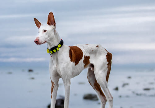 Ibizan Hound