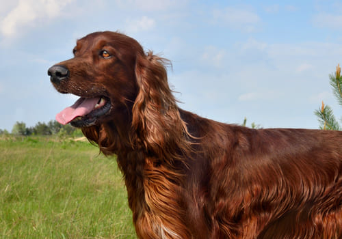 Irish Setter