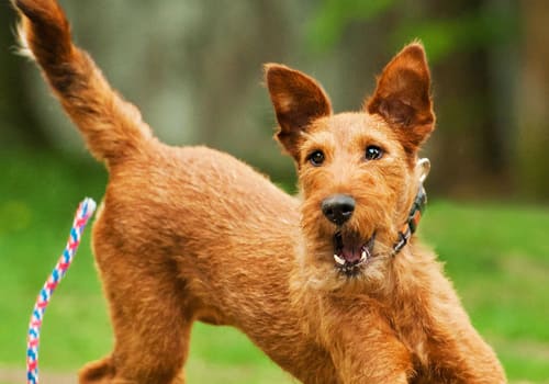 Irish Terrier