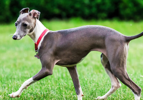 Italian Greyhound