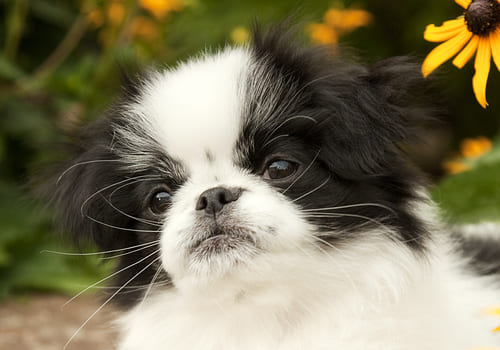 Japanese Chin