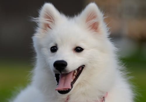 Japanese Spitz