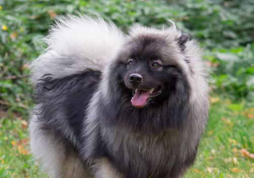 Keeshond