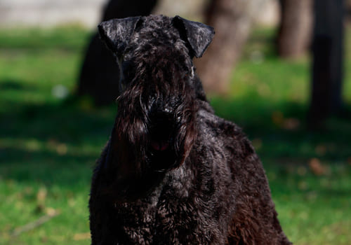 Kerry Blue Terrier