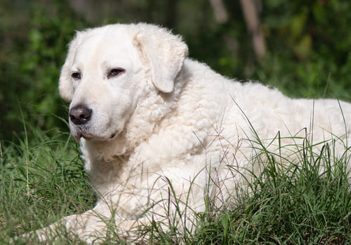 Kuvasz