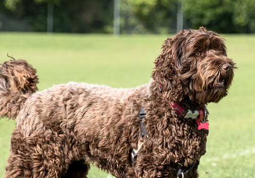 Labradoodle