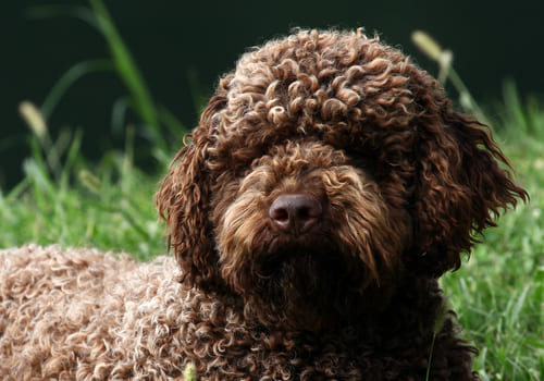 Lagotto Romagnolo