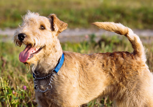 Lakeland Terrier