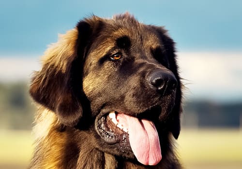 Leonberger