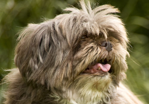 Lhasa Apso