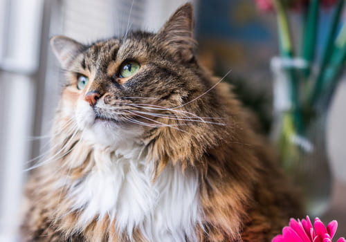 American Maine Coon