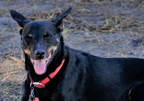 Manchester Terrier