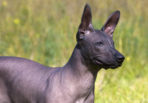 Mexican Hairless