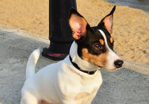 Miniature Fox Terrier