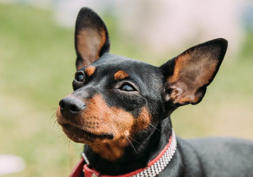 Miniature Pinscher