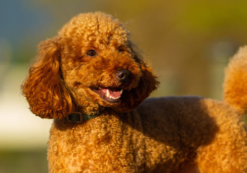 Miniature Poodle