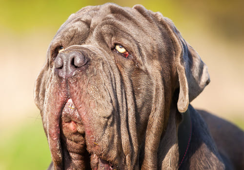 Neapolitan Mastiff