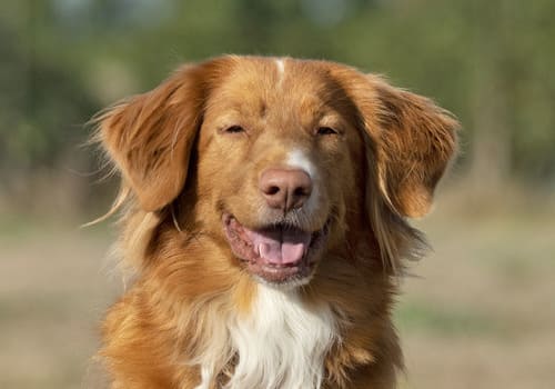 Nova Scotia Duck Tolling Retriever