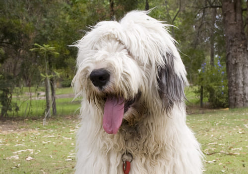 Old English Sheepdog