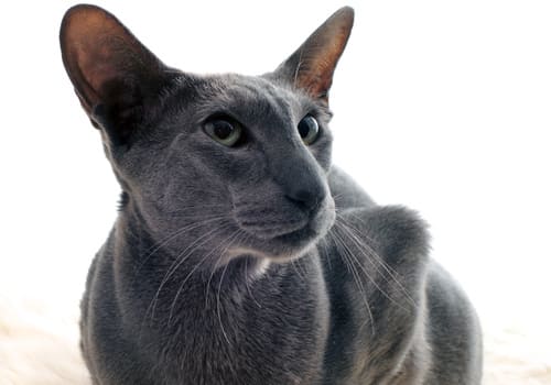 Oriental Shorthair