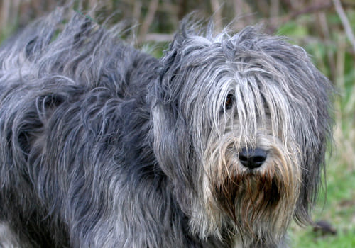 Polish Lowland Sheepdog