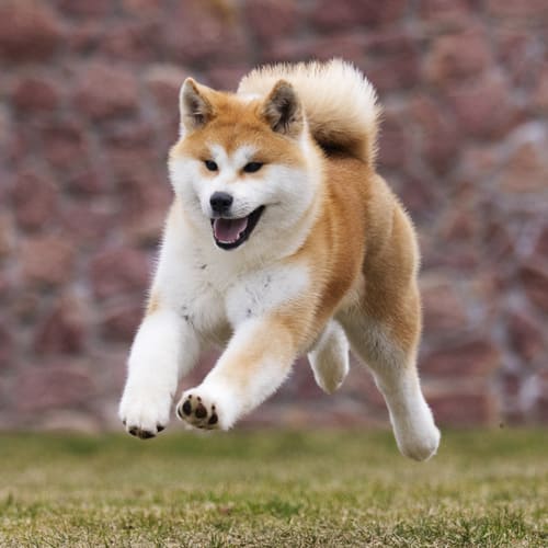 akita inu information