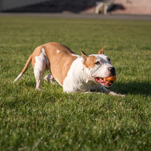 dog in circle