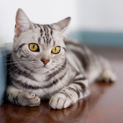 Best australian short hair cat Cheap Sale