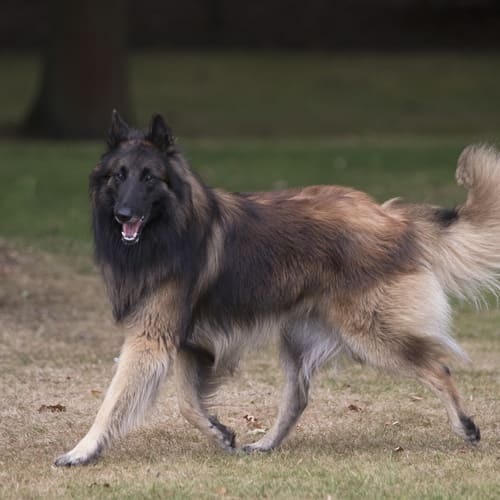 Belgian Shepherd Tervuren Breed - Facts - Traits - Health | Vets Choice