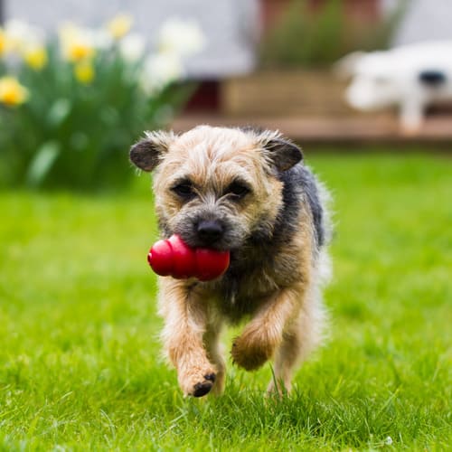 dog in circle