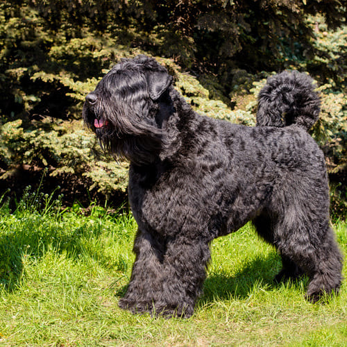 Bouvier police best sale dog
