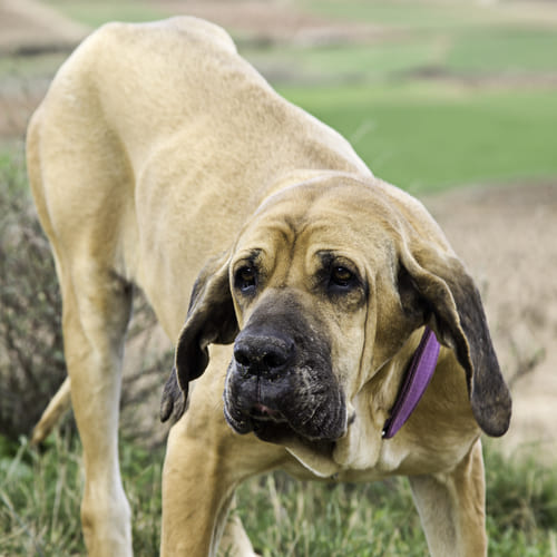 The Fila Brasileiro (Brazilian Mastiff) Is a Great Guard Dog - PetHelpful