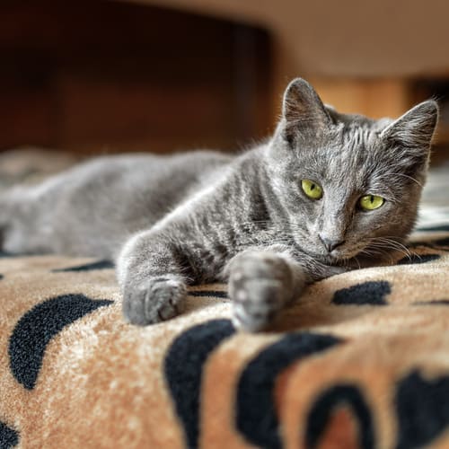 Chartreaux Cat Breed - Facts - Traits - Health | Vets Choice | Vets Choice