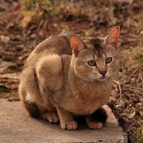 Chausie Cat Australia