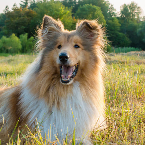 dog in circle