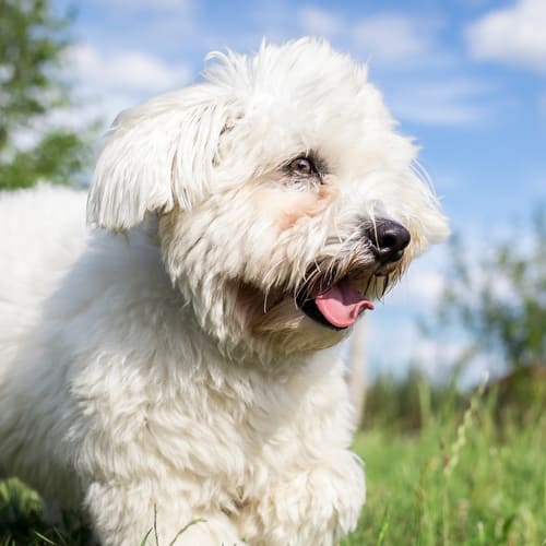 Maltese vs. Coton de Tulear: How to Tell the Difference