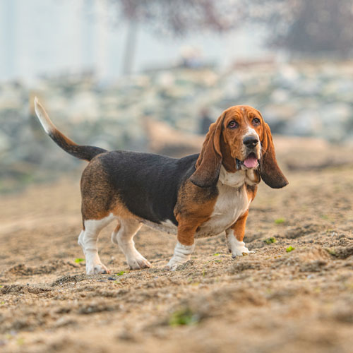 Healthy basset sales hound